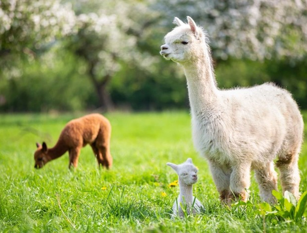 Alpaca Wool Is Ethical and Eco-Friendly