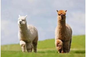 Alpaca Wool – a luxurious fiber