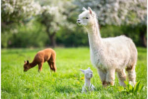 Alpaca Wool Is Ethical and Eco-Friendly