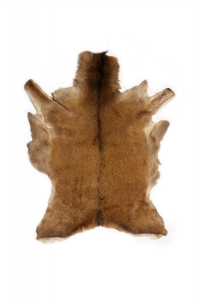 Whitetail Deer Hide 