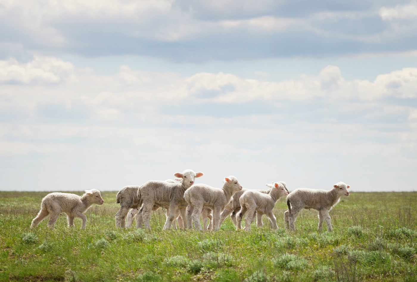 Alpaca Wool – a luxurious fiber