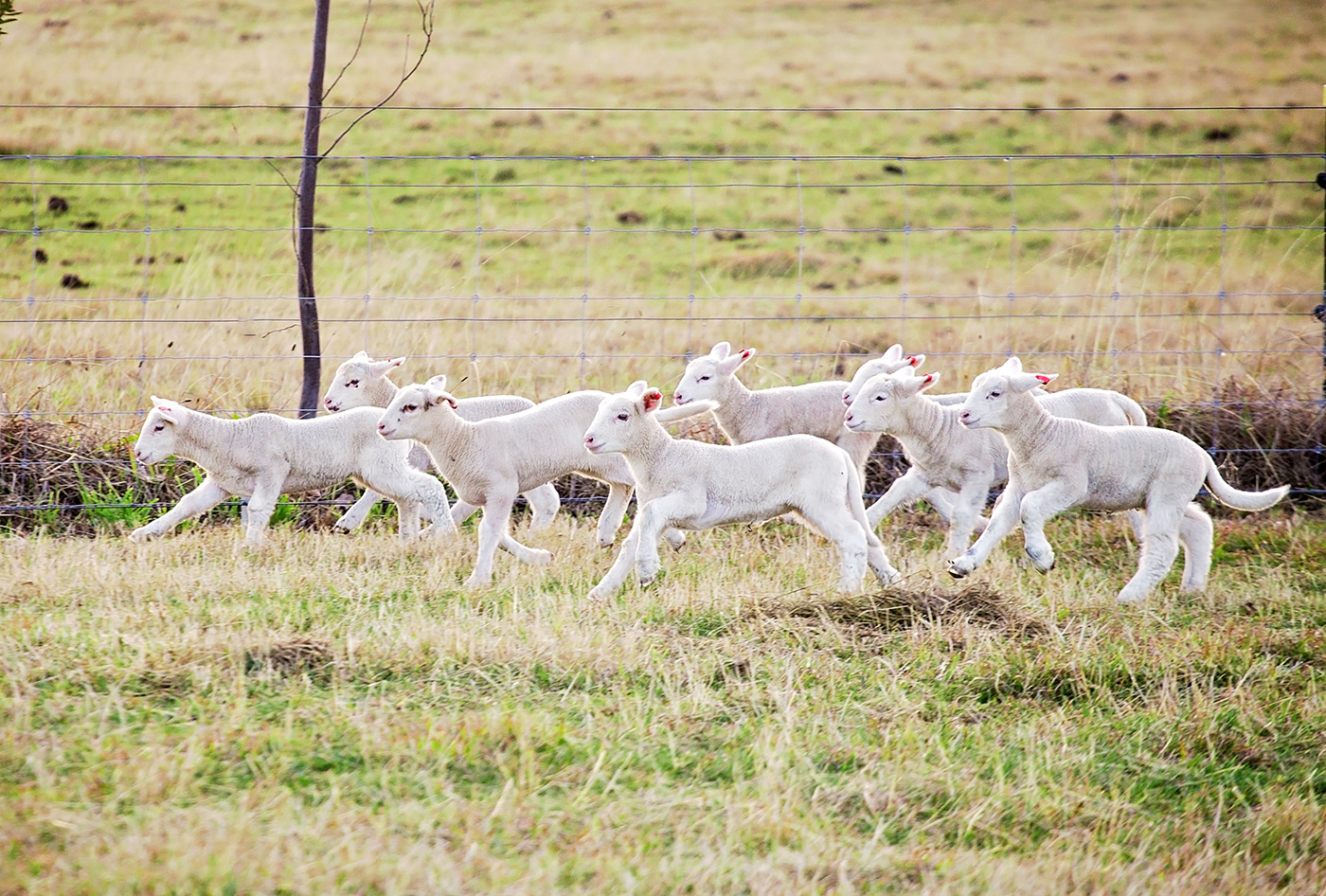 Alpaca Wool – a luxurious fiber