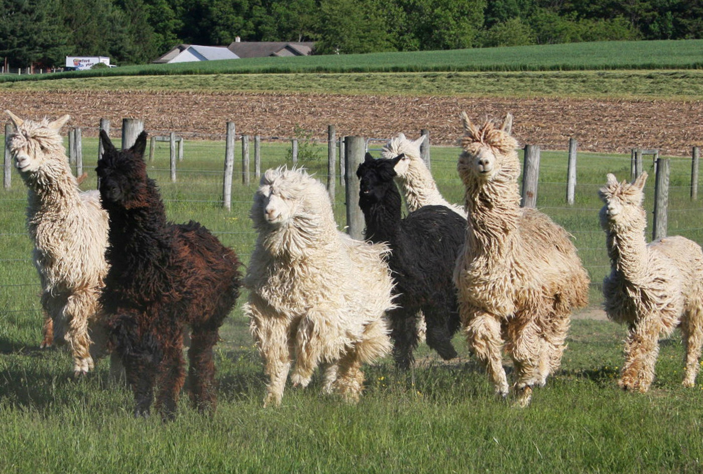 Suri Alpacas